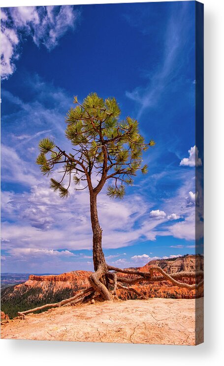 Bryce Acrylic Print featuring the photograph Hanging On by Phil Marty