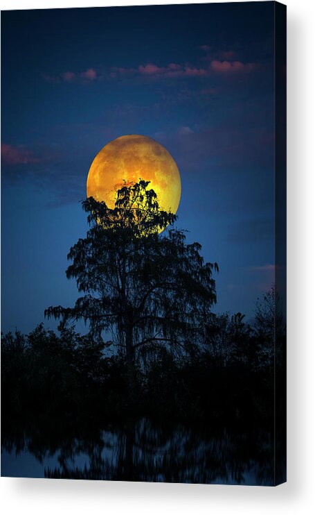 Moon Acrylic Print featuring the photograph Harvest Moon in the Everglades by Mark Andrew Thomas
