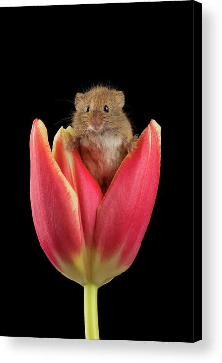 Harvest Acrylic Print featuring the photograph Harvest Mouse-1601 by Miles Herbert
