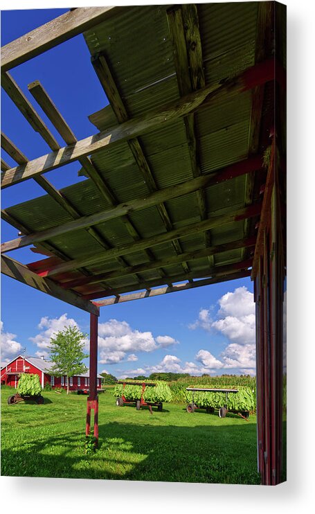 Tobacco Acrylic Print featuring the photograph Headed to the Shed - Veum Tobacco Harvest Series 3 of 4 by Peter Herman