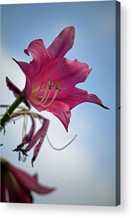 Lily Acrylic Print featuring the photograph Heirloom by M Kathleen Warren