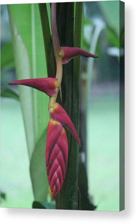 Heliacona Acrylic Print featuring the photograph Heliacona by Laurie Lago Rispoli