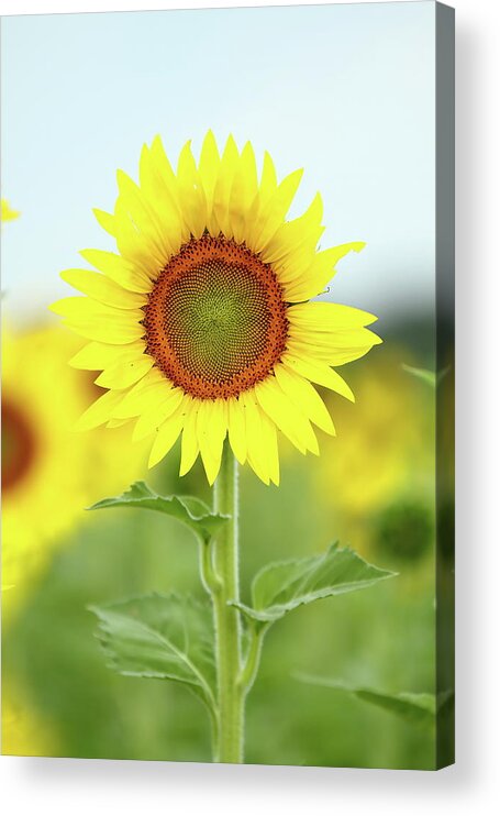 Sunflower Acrylic Print featuring the photograph Here's Looking At You Kid by Lens Art Photography By Larry Trager