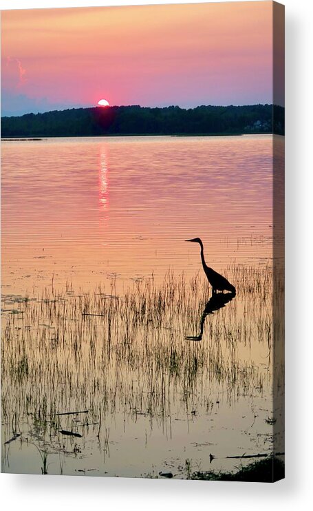 Vermont Acrylic Print featuring the photograph Heron at Sunset by Mike Reilly