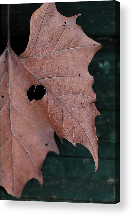 Mountain Acrylic Print featuring the photograph Hidden Leaf Heart by Go and Flow Photos