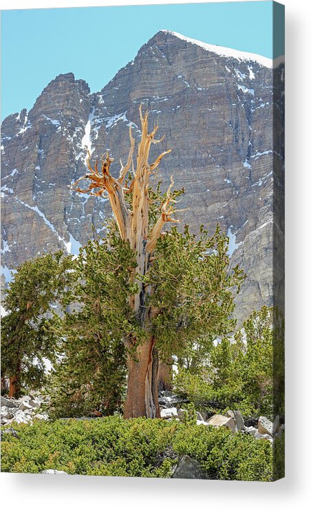 Nevada Acrylic Print featuring the photograph High Elevation Perseverance - Great Basin National Park by Brett Pelletier