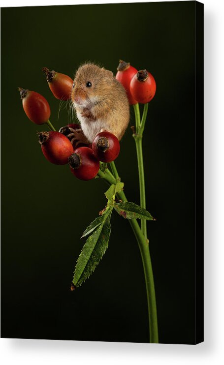 Harvest Acrylic Print featuring the photograph Hm-0451 by Miles Herbert