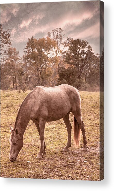 Cades Acrylic Print featuring the photograph Horses Grazing in Cades Cove in Autumn Tones by Debra and Dave Vanderlaan