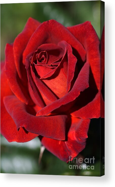 Bubbleblue Acrylic Print featuring the photograph Hot Chocolate Rose by Joy Watson