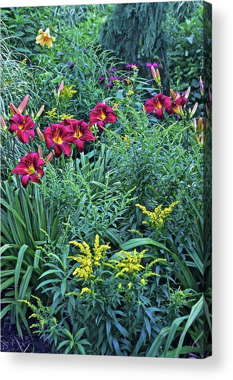 Summer Acrylic Print featuring the photograph Hot July Daylilies by Janis Senungetuk