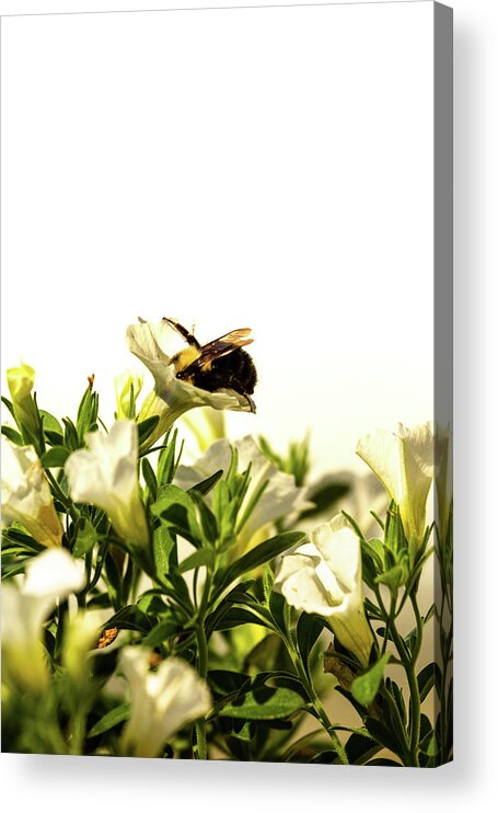 Museum Quality Acrylic Print featuring the photograph Hungry Bee by Bruce Davis