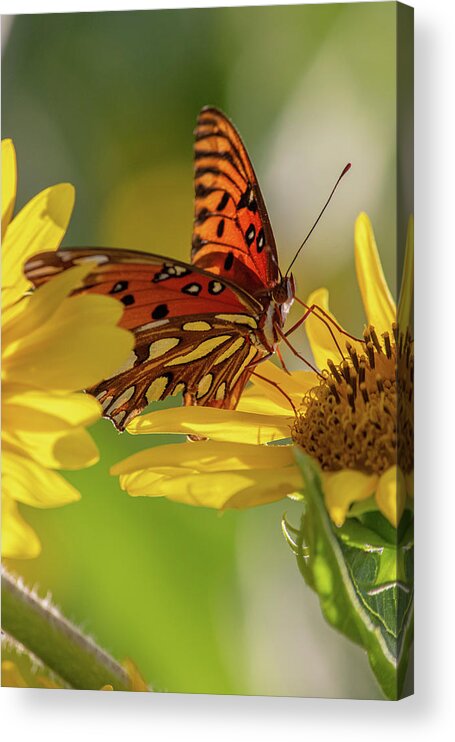 Butterfly Acrylic Print featuring the photograph Hungry butterfly by Jamie Tyler