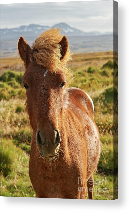 Animal Acrylic Print featuring the photograph Iceland Horse by Matteo Del Grosso