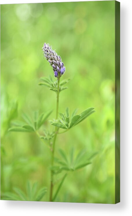 Lupine Wildflower Acrylic Print featuring the photograph Idaho Lupine by Leanna Kotter