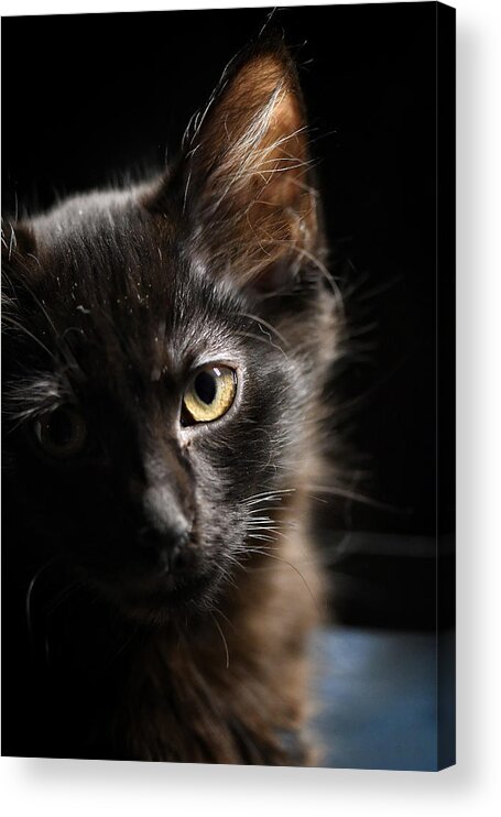 Cat Acrylic Print featuring the photograph Innocent by DArcy Evans