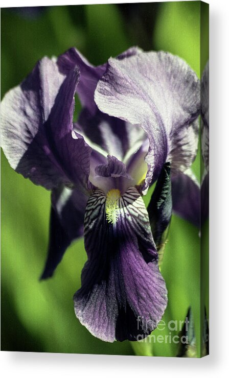 Arizona Acrylic Print featuring the photograph Into the World of the Iris by Kathy McClure