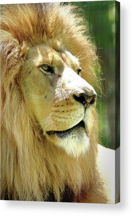 Lion Acrylic Print featuring the photograph Is This My Good Side by Lens Art Photography By Larry Trager