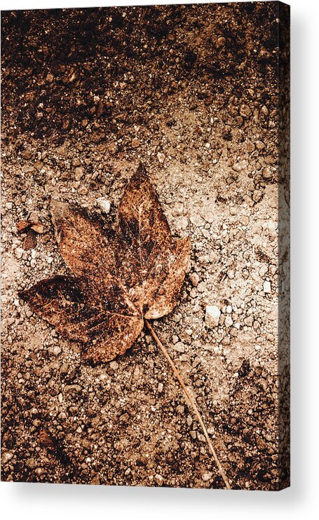 Leaf Acrylic Print featuring the photograph I've fallen of my home by Yasmina Baggili