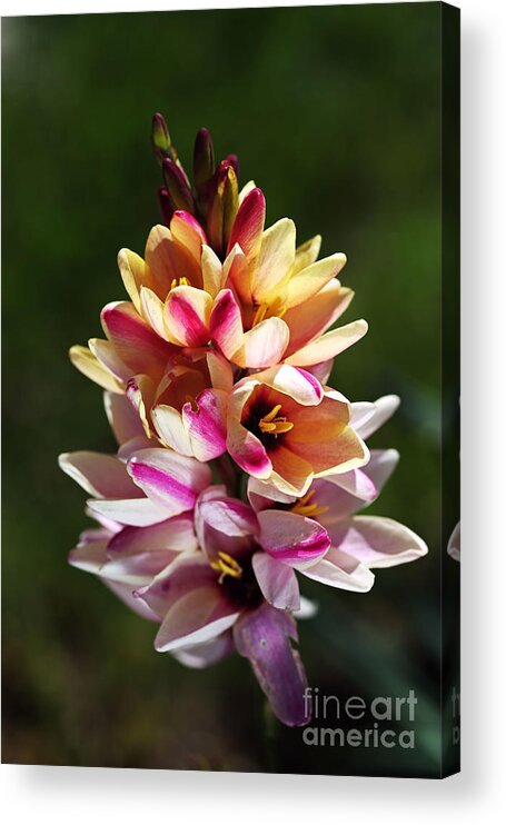 Bubbleblue Acrylic Print featuring the photograph Ixia's Own Natural Bouquet by Joy Watson