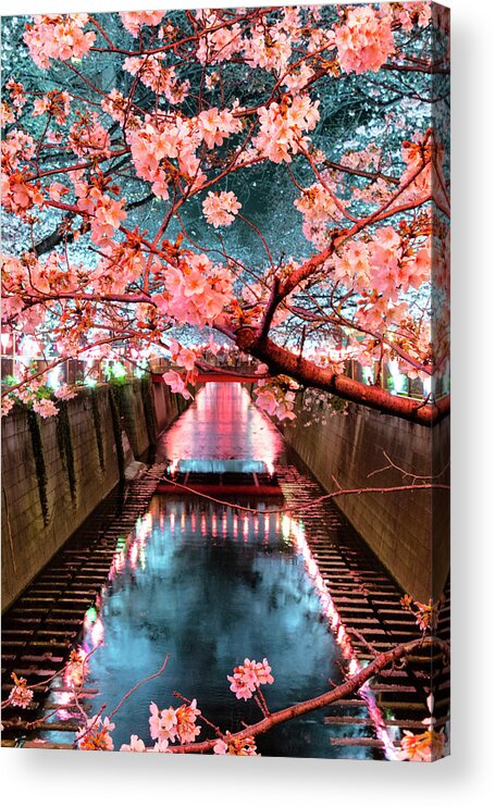 Japan Acrylic Print featuring the photograph Japan Rising Sun Collection - Meguro River Cherry Blossom V I by Philippe HUGONNARD