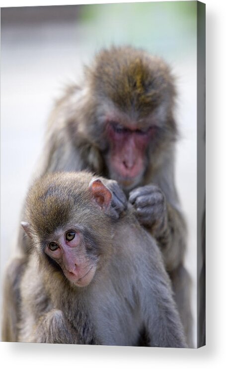 Animal Themes Acrylic Print featuring the photograph Japanese macaques (macaca fuscata) monkeys, one monkey cleaning other by Sylvester Adams