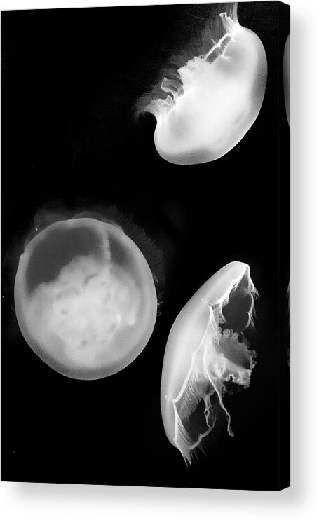Aquarium Acrylic Print featuring the photograph Jelly trio by Gina Cinardo