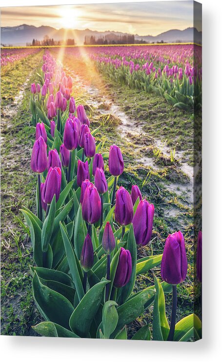Tulips Acrylic Print featuring the photograph Jewel Tone Tulips by Michael Rauwolf