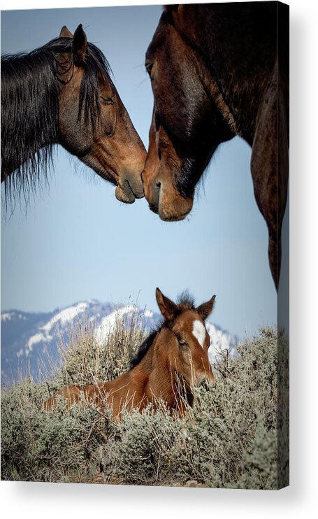 Horses Acrylic Print featuring the photograph Jtr58368 by John T Humphrey