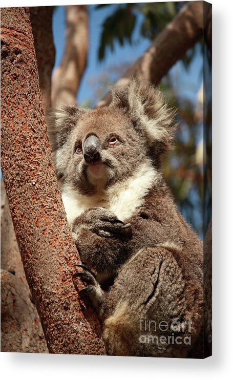 Animal Acrylic Print featuring the photograph Koala by Elaine Teague