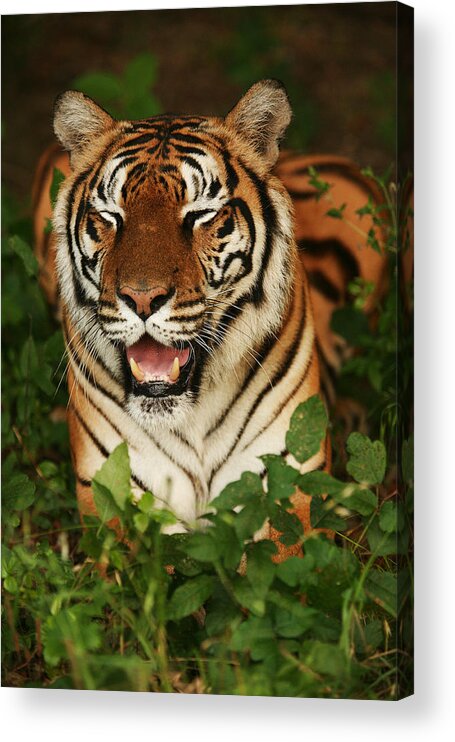 Tiger Acrylic Print featuring the photograph Laughing Tiger by Brad Barton