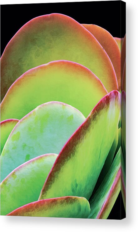 Succulent Acrylic Print featuring the photograph Layeres Of Succulent Plant Leaves by Gary Slawsky