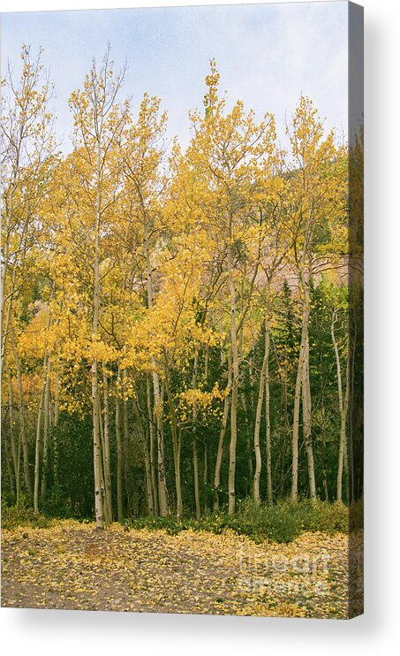 Colorado Acrylic Print featuring the photograph Layers of Yellow by Ana V Ramirez