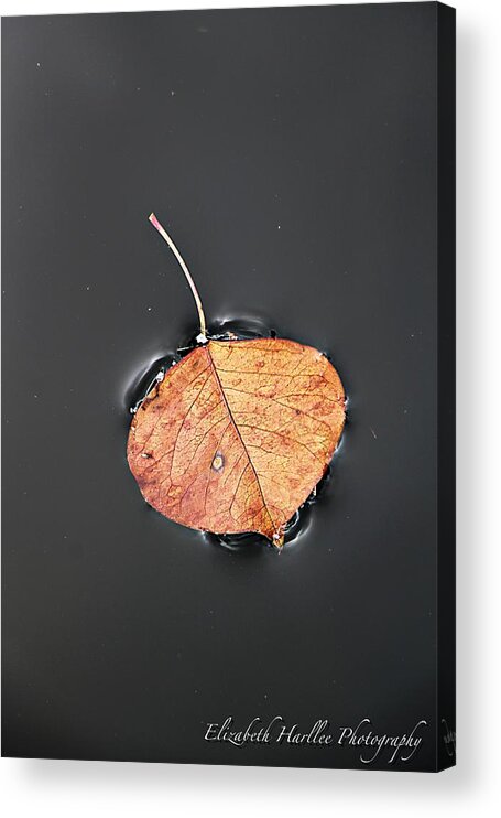  Acrylic Print featuring the photograph Leaf of Distinction by Elizabeth Harllee