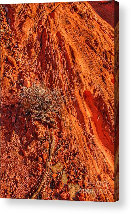  Acrylic Print featuring the photograph Life on Mars 3 by Rodney Lee Williams