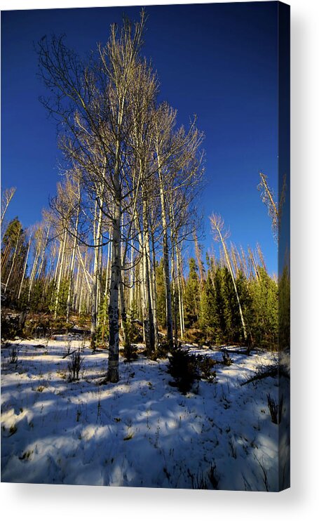 Colorado Aspens Acrylic Print featuring the photograph Light Through The Forest by Cathy Anderson