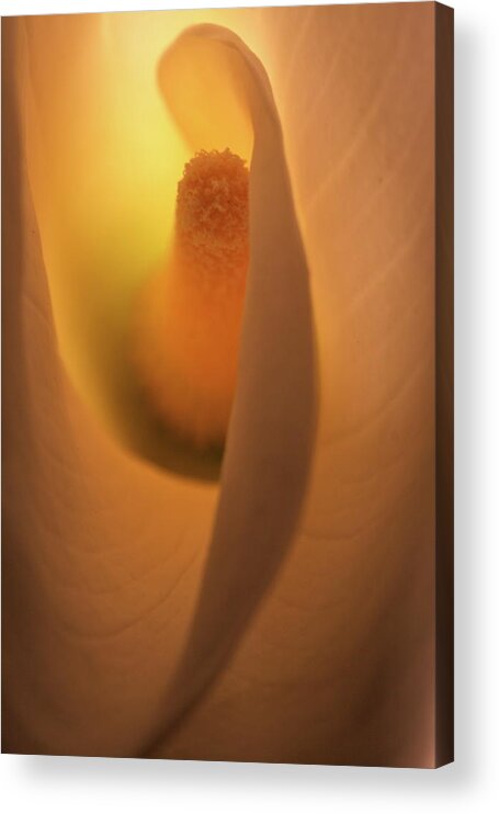 Macro Acrylic Print featuring the photograph Lily 5615 by Julie Powell