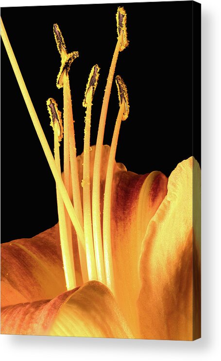Orange Acrylic Print featuring the photograph Lily Detail by Steven Nelson