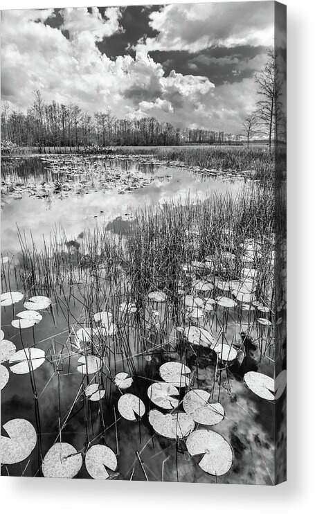 Clouds Acrylic Print featuring the photograph Lily Pads Floating on the Glades in Black and White by Debra and Dave Vanderlaan