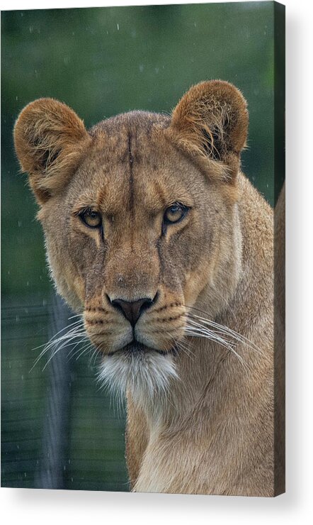 Lion Acrylic Print featuring the photograph Lioness in the rain by Gareth Parkes