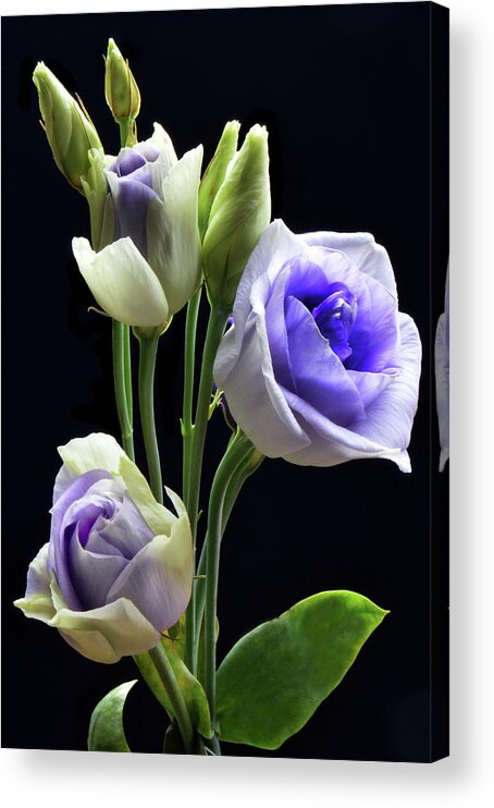 Lisianthus Acrylic Print featuring the photograph Lisianthus And Buddies by Terence Davis