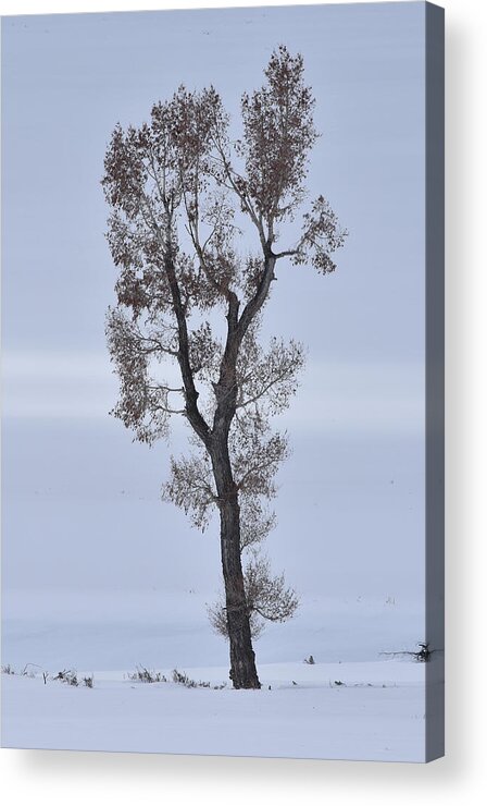 Tree Acrylic Print featuring the photograph Lone Cottonwood In Winter by Ben Foster