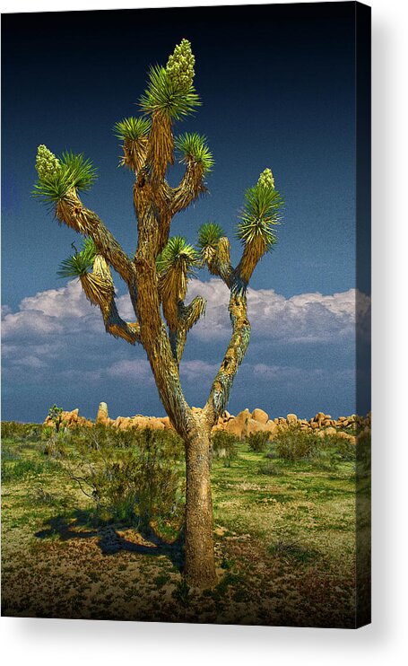 California Acrylic Print featuring the photograph Lone Joshua Tree in Joshua Tree National Park by Randall Nyhof