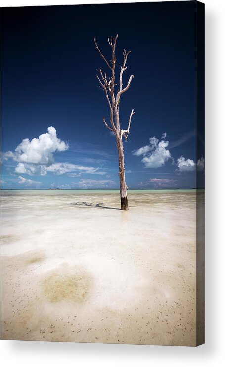 Tree Acrylic Print featuring the photograph Lone Tree by Erika Valkovicova