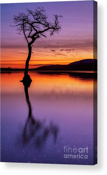 Loch Lomond Acrylic Print featuring the photograph Lone tree reflections at Milarrochy Bay, Loch Lomond, Scotland by Neale And Judith Clark
