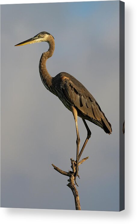 Birds Acrylic Print featuring the photograph Look Ahead by RD Allen