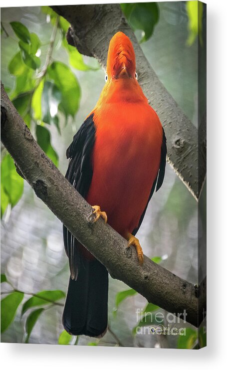 Andean Cock-in-the-rock Acrylic Print featuring the photograph Looking on Both Sides Simultaneously by David Levin