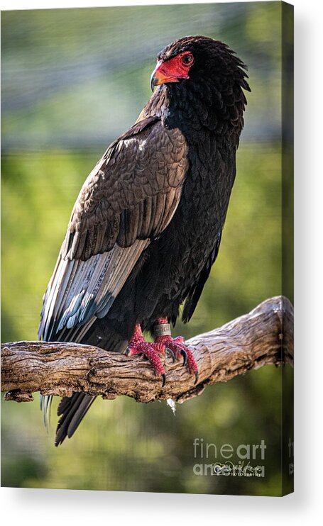 Bird Acrylic Print featuring the photograph Looking Over My Shoulder by David Levin