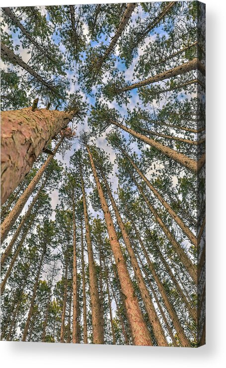 Looking Up Through Pines Acrylic Print featuring the photograph Looking Up Through Pines by Dan Sproul