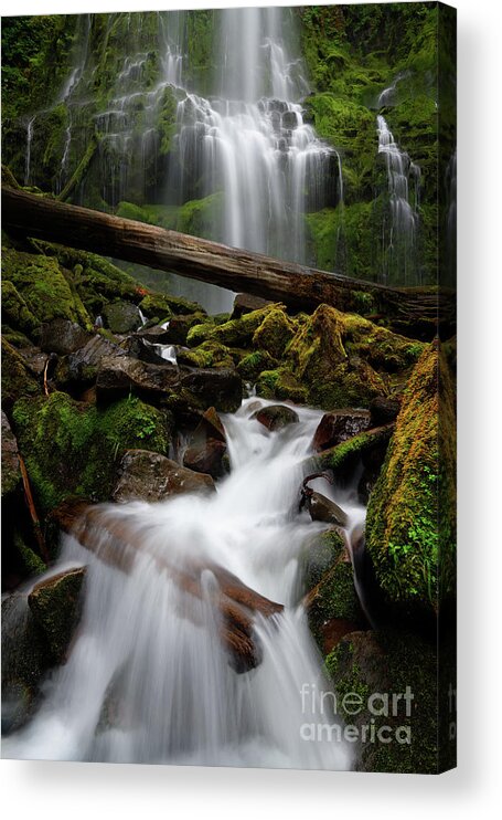 Waterfall Acrylic Print featuring the photograph Lower Proxy Falls in Oregon's Willamette National Forest by Tom Schwabel