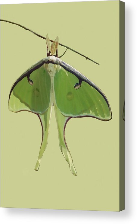 Nature Acrylic Print featuring the mixed media Luna Moth on Green by Judy Cuddehe